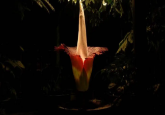 巨魔芋開花有多罕見 巨魔芋為什么被稱為尸香魔芋