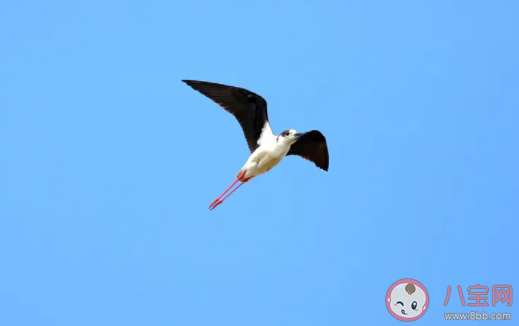 以下哪句詩是暑天的真實寫照 螞蟻莊園7月23日答案介紹