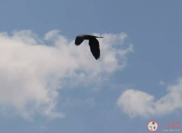 飛鳥厭其羽和人比黃花瘦哪句詩是暑天的真實寫照 螞蟻莊園7月23日答案