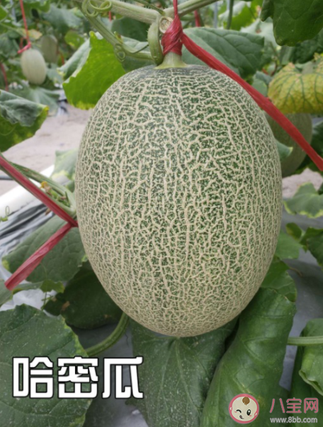 網紋甜瓜和哈密瓜是同一種水果嗎 網紋甜瓜和哈密瓜有什么區別 網紋甜瓜和哈密瓜是同一種水果嗎 網紋甜瓜和哈密瓜有什么區別