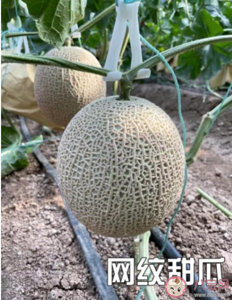 網紋甜瓜和哈密瓜是同一種水果嗎 網紋甜瓜和哈密瓜有什么區別 網紋甜瓜和哈密瓜是同一種水果嗎 網紋甜瓜和哈密瓜有什么區別