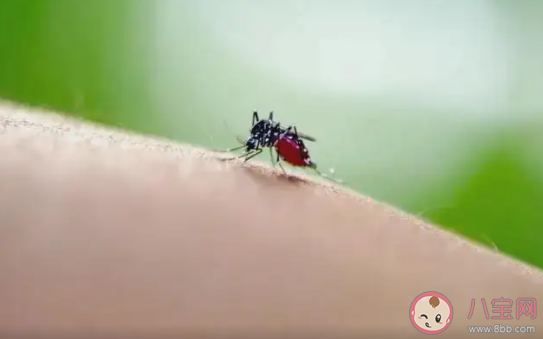 蚊子包是怎樣產(chǎn)生的 被蚊子咬了怎么止癢 蚊子包是怎樣產(chǎn)生的 被蚊子咬了怎么止癢