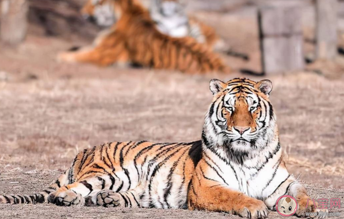 望梅止渴和耳濡目染哪個成語表示的是條件反射 螞蟻莊園7月27日答案