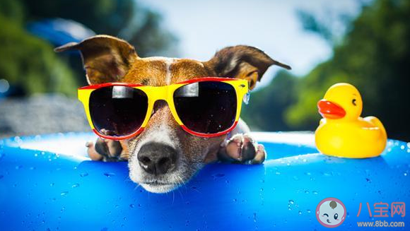寵物降溫神器2022 高溫天該如何給寵物消暑