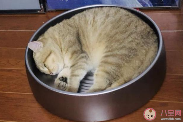 高溫天該如何給寵物消暑 夏天該怎樣照顧寵物