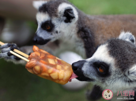 高溫天該如何給寵物消暑 夏天該怎樣照顧寵物