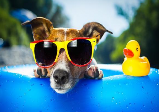 寵物降溫神器2022 高溫天該如何給寵物消暑