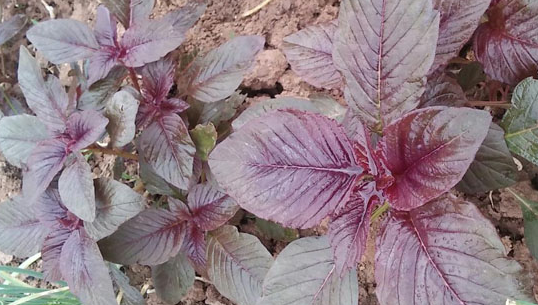 做菜時經常用的紫蘇葉最早源自哪里 螞蟻莊園7月29日答案介紹 做菜時經常用的紫蘇葉最早源自哪里 螞蟻莊園7月29日答案介紹