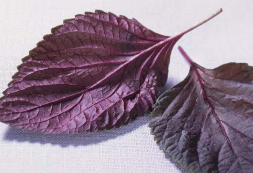 做菜時經常用的紫蘇葉最早源自哪里 螞蟻莊園7月29日答案介紹 做菜時經常用的紫蘇葉最早源自哪里 螞蟻莊園7月29日答案介紹