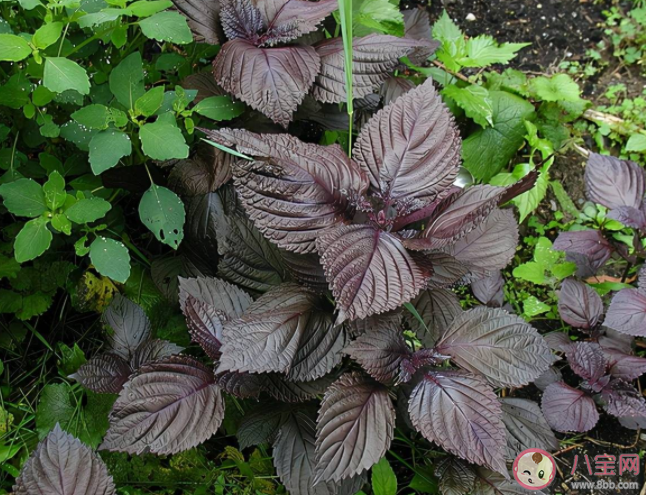 螞蟻莊園做菜時的紫蘇葉最早是來自中國還是美洲 7月29日答案介紹