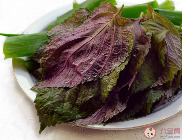 螞蟻莊園做菜時的紫蘇葉最早是來自中國還是美洲 7月29日答案介紹