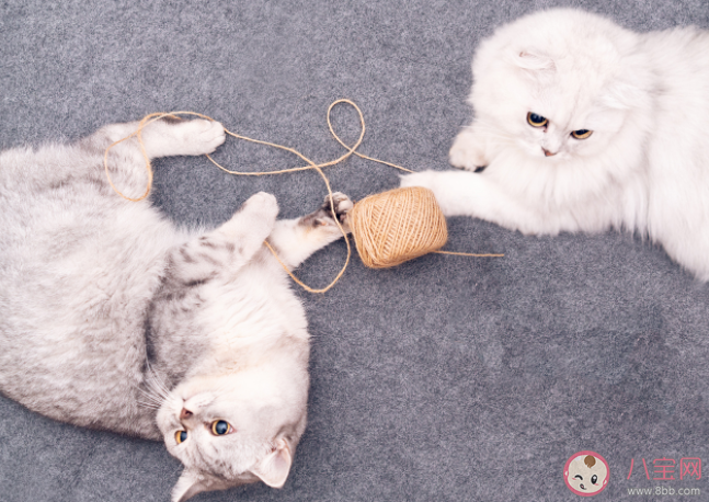 動物是如何感知到人類的情緒的 養(yǎng)寵物可以滿足人的什么心理