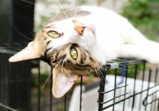 動物是如何感知到人類的情緒的 養寵物可以滿足人的什么心理