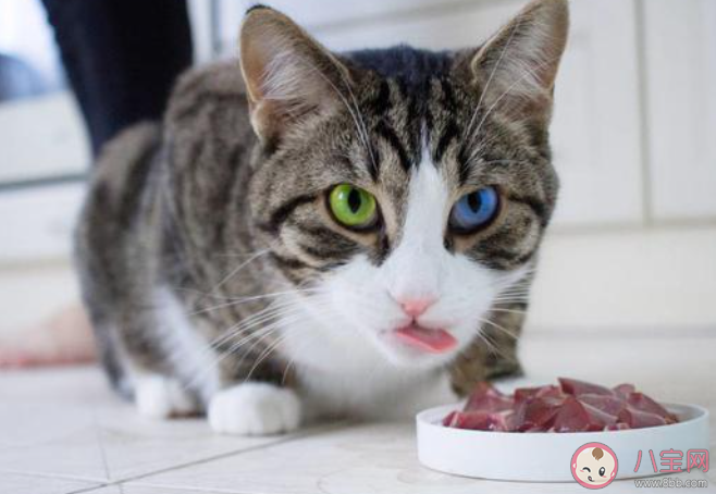 猜一猜貓咪嘗不出什么味道 螞蟻莊園7月30日答案最新 猜一猜貓咪嘗不出什么味道 螞蟻莊園7月30日答案最新