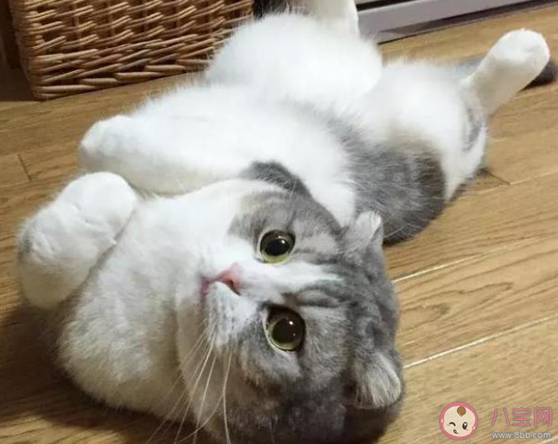 猜一猜貓咪嘗不出什么味道 螞蟻莊園7月30日答案最新 猜一猜貓咪嘗不出什么味道 螞蟻莊園7月30日答案最新