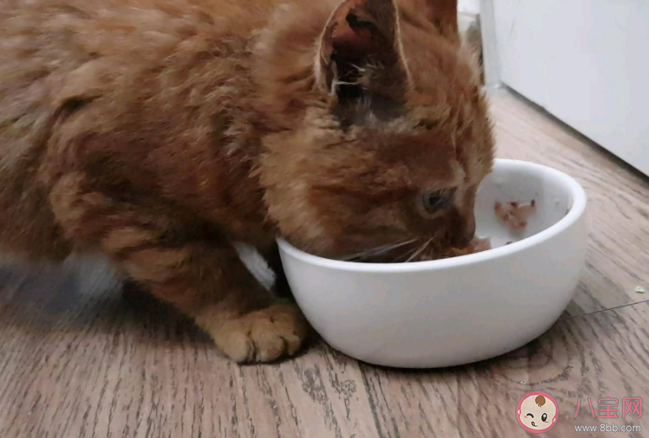 螞蟻莊園貓咪是嘗不出甜味還是苦味 7月30答案解析 螞蟻莊園貓咪是嘗不出甜味還是苦味 7月30答案解析