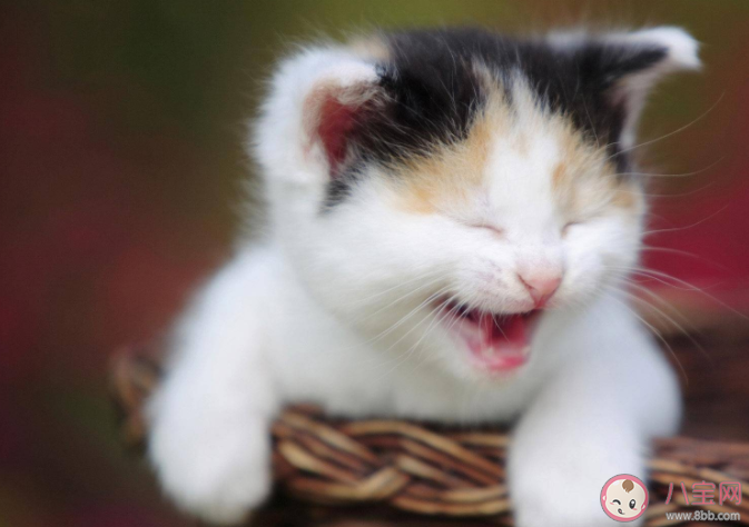 螞蟻莊園貓咪是嘗不出甜味還是苦味 7月30答案解析 螞蟻莊園貓咪是嘗不出甜味還是苦味 7月30答案解析