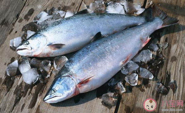 海洋魚類的肉是不是都很咸 螞蟻莊園8月2日答案介紹 海洋魚類的肉是不是都很咸 螞蟻莊園8月2日答案介紹