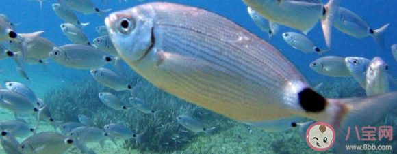 海洋魚類的肉是不是都很咸 螞蟻莊園8月2日答案介紹 海洋魚類的肉是不是都很咸 螞蟻莊園8月2日答案介紹