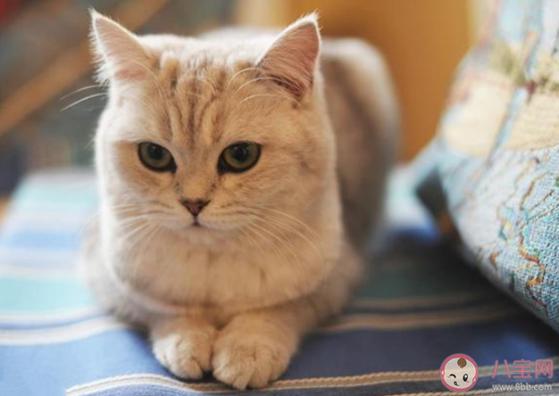 貓能聽(tīng)懂自己名字嗎 貓能聽(tīng)懂人話嗎 貓能聽(tīng)懂自己名字嗎 貓能聽(tīng)懂人話嗎