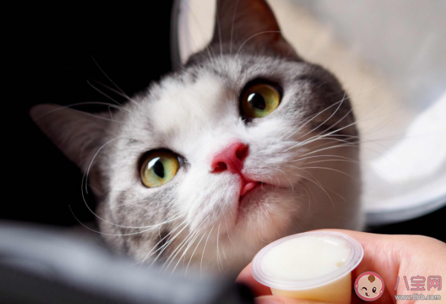 貓能聽(tīng)懂自己名字嗎 貓能聽(tīng)懂人話嗎 貓能聽(tīng)懂自己名字嗎 貓能聽(tīng)懂人話嗎