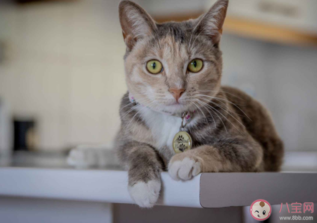 貓能聽(tīng)懂自己名字嗎 貓能聽(tīng)懂人話嗎 貓能聽(tīng)懂自己名字嗎 貓能聽(tīng)懂人話嗎