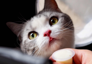 貓能聽懂自己名字嗎 貓能聽懂人話嗎