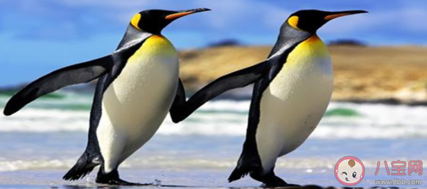 企鵝在向另一半表白的時候會送什么作為定情信物 螞蟻莊園8月4日答案最新