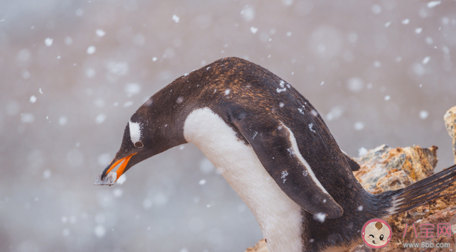 螞蟻莊園企鵝在向另一半表白的時候會送什么作為定情信物 8月4日答案解析 螞蟻莊園企鵝在向另一半表白的時候會送什么作為定情信物 8月4日答案解析