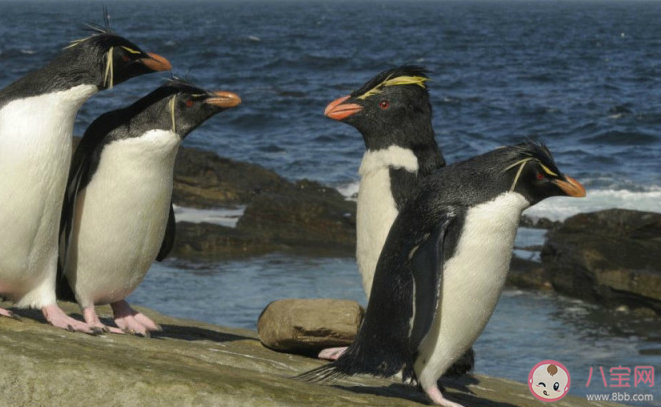 螞蟻莊園企鵝在向另一半表白的時候會送什么作為定情信物 8月4日答案解析 螞蟻莊園企鵝在向另一半表白的時候會送什么作為定情信物 8月4日答案解析