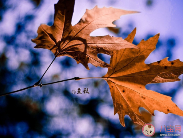 2022年有秋老虎嗎 閉眼秋是什么意思 2022年有秋老虎嗎 閉眼秋是什么意思