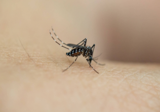 螞蟻莊園想要更穩準狠地打中蚊子最好怎么拍 8月6日正確答案