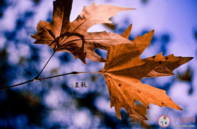 螞蟻莊園立秋等于入秋嗎 8月7日答案介紹