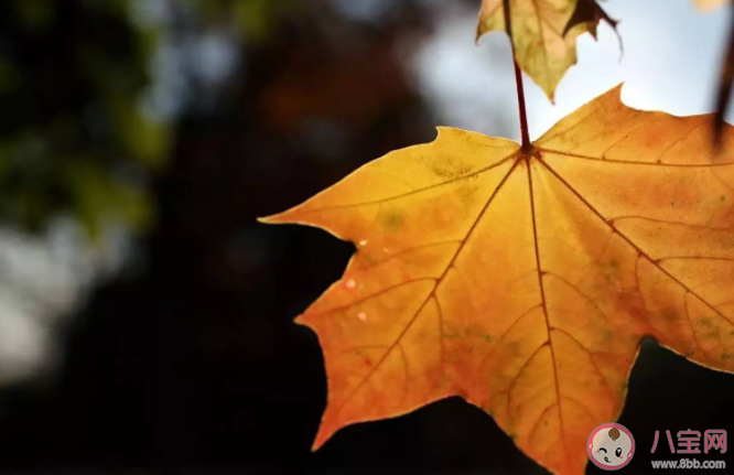 螞蟻莊園立秋等于入秋嗎 8月7日答案介紹