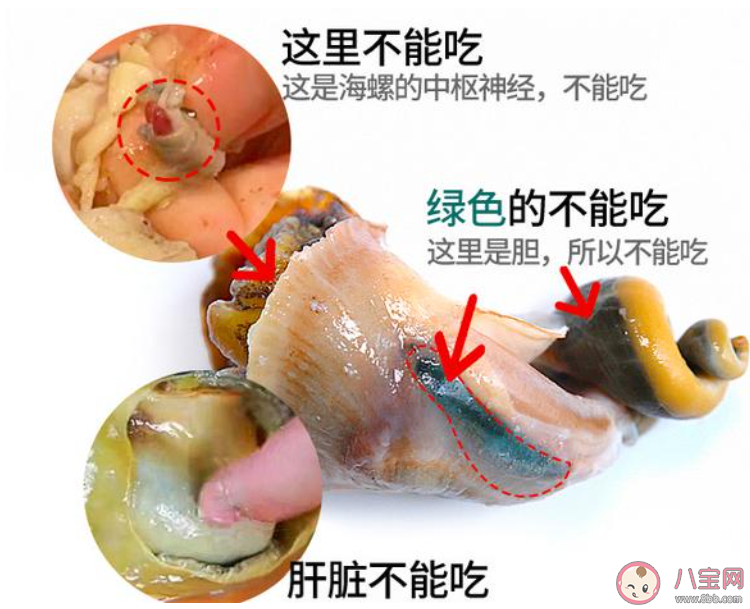為了健康考慮海螺的什么部位最好不要吃 螞蟻莊園8月9日答案介紹 為了健康考慮海螺的什么部位最好不要吃 螞蟻莊園8月9日答案介紹