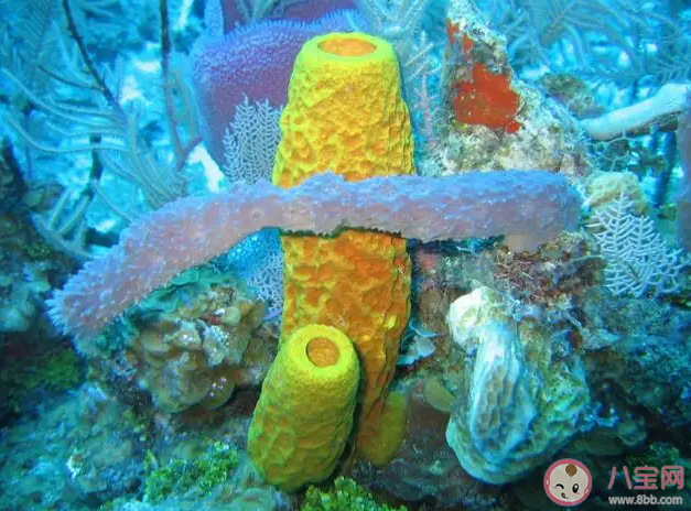 海洋里的海綿是植物還是動物 螞蟻莊園8月11日答案解析