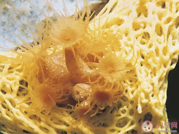 海洋里的海綿是植物還是動物 螞蟻莊園8月11日答案解析