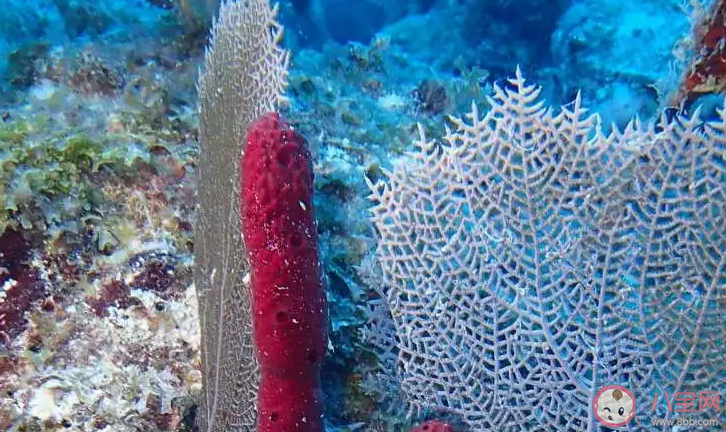 螞蟻莊園海綿是植物還是動物 小課堂8月11日答案介紹