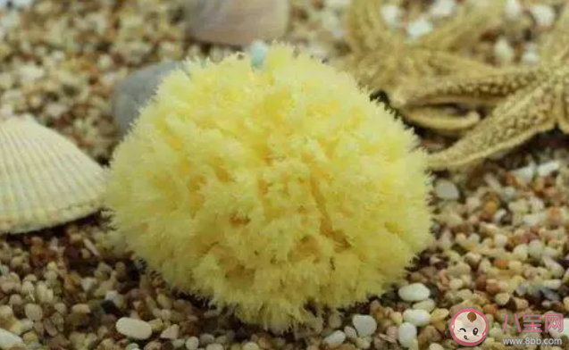 螞蟻莊園海綿是植物還是動物 小課堂8月11日答案介紹