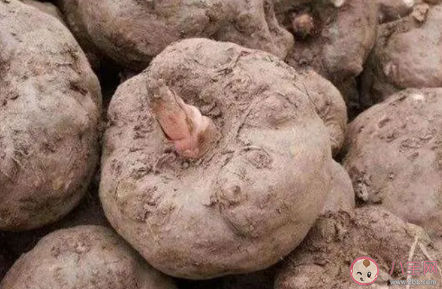 如果在野外挖到魔芋塊莖可以生吃嗎 螞蟻莊園8月11日答案最新 如果在野外挖到魔芋塊莖可以生吃嗎 螞蟻莊園8月11日答案最新