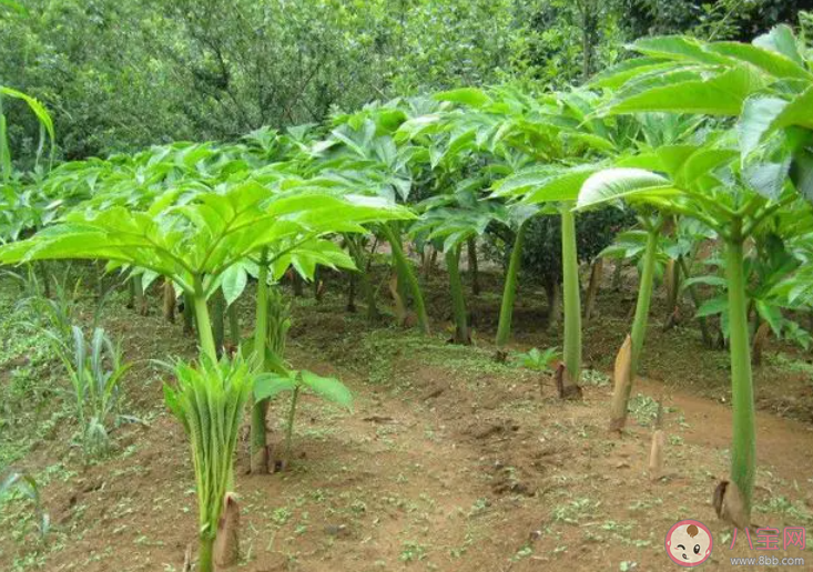 如果在野外挖到魔芋塊莖可以生吃嗎 螞蟻莊園8月11日答案最新 如果在野外挖到魔芋塊莖可以生吃嗎 螞蟻莊園8月11日答案最新