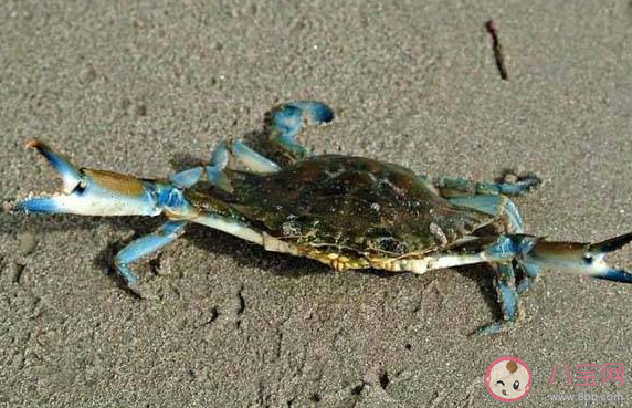 為什么大部分螃蟹是橫著走的 螞蟻莊園8月13日答案介紹