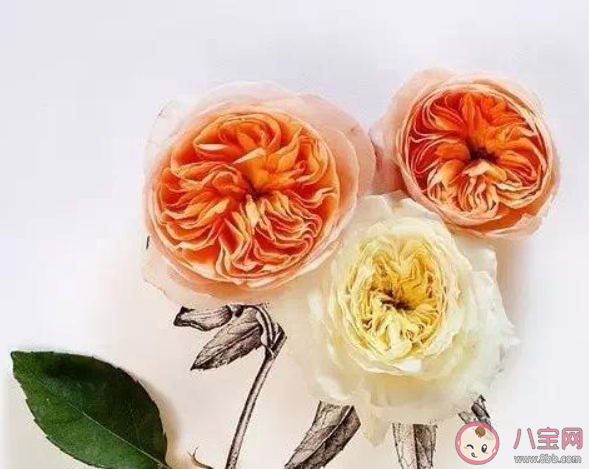 為什么談戀愛一定要主動 在感情中主動的一方就一定會輸嗎