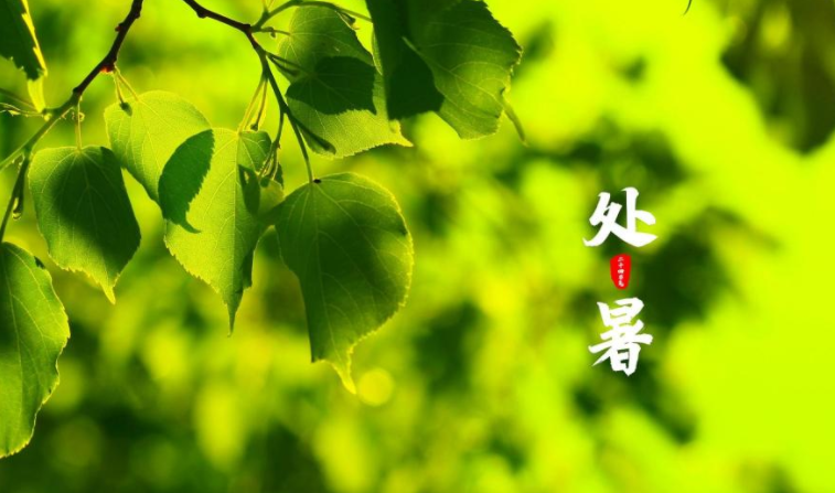 2022今日處暑節氣早安心語文案說說 2022今天是處暑的早安語錄