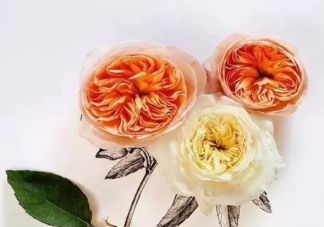 為什么談戀愛(ài)一定要主動(dòng) 在感情中主動(dòng)的一方就一定會(huì)輸嗎