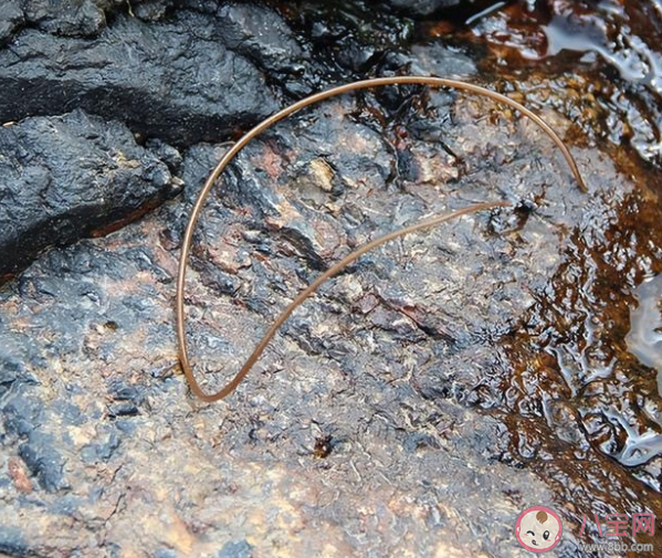 龍線蟲是什么蟲子 龍線蟲在人體有什么危害