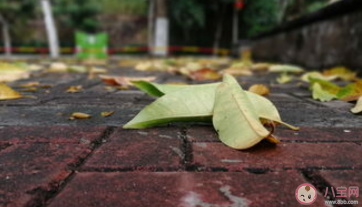 雨后泥土的清香來自于什么 螞蟻莊園8月17日正確答案