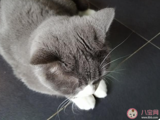 為什么貓可以從很小的縫隙鉆過(guò)去 螞蟻莊園8月18日答案介紹