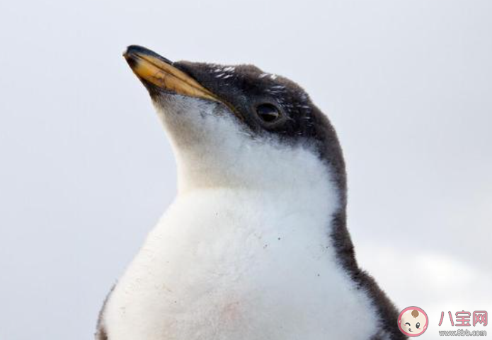 非洲有企鵝嗎螞蟻莊園 小課堂8月18日答案最新