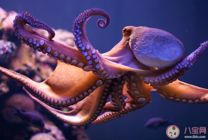 章魚有幾顆心臟 螞蟻森林8月17日答案